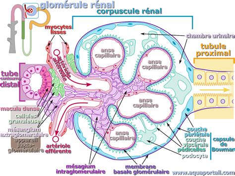 Schéma d'un glomérule rénal sain et d'un glomérule atteint par la néphropathie lupique