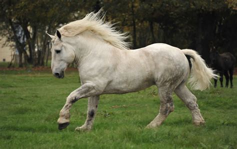 Cheval Percheron blanc