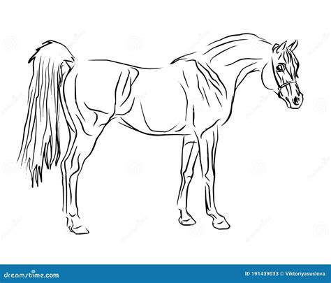 Illustration d'un étalon arabe