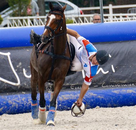 Cheval et joueur de horse-ball