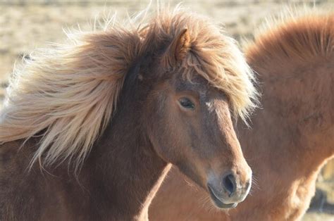Cheval islandais avec une crinière épaisse