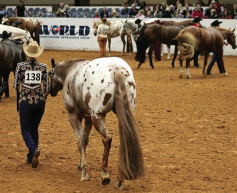 Appaloosa horse in a show