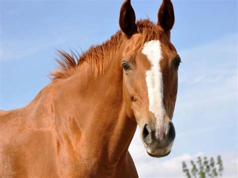 Portrait d'un cheval alezan avec une crinière au vent