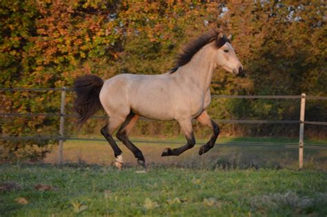 Cheval isabelle au soleil