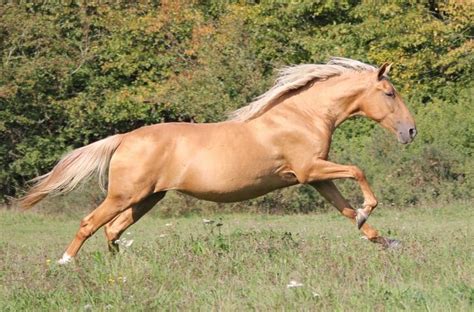Cheval palomino au galop