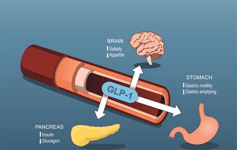 Représentation schématique de l'action des analogues du GLP-1 sur le métabolisme