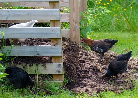Compost de fumier de poule