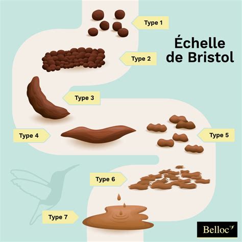 Comparaison visuelle de selles de différentes marques