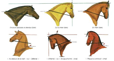 Cheval en attitude de mise en main