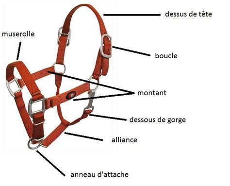 Schéma d'un licol de cheval avec les différentes parties indiquées