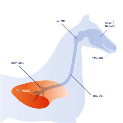 Schéma de transmission d'un virus respiratoire chez les chevaux