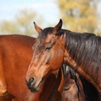 Image symbolisant la protection animale et le bien-être équin