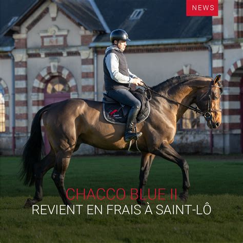 Portrait de l'étalon Chacco-Blue