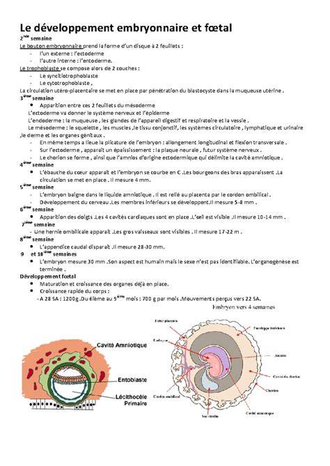 Développement embryonnaire et fœtal du poulain au cours de la gestation