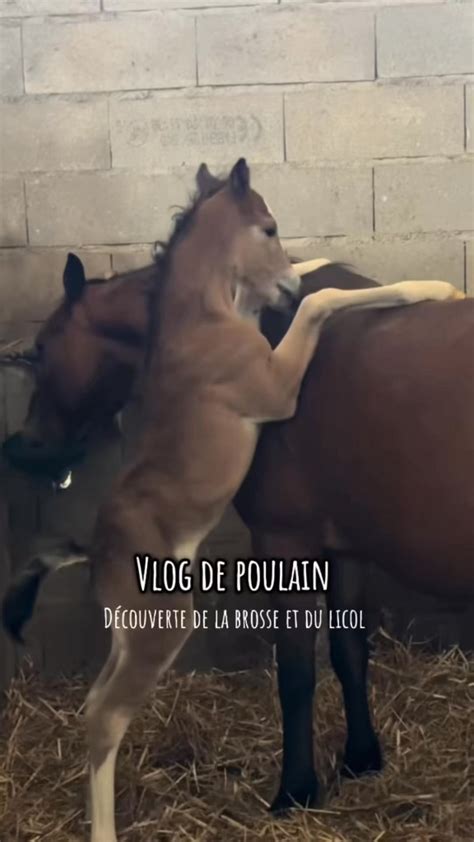 Position du poulain lors de la naissance