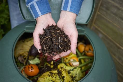 Compost légèrement incorporé dans le sol