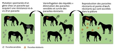 Schéma expliquant la résistance des parasites aux vermifuges