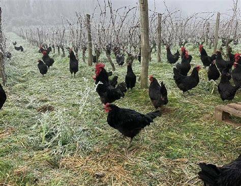 Poules Gasconnes pâturant dans les vignes