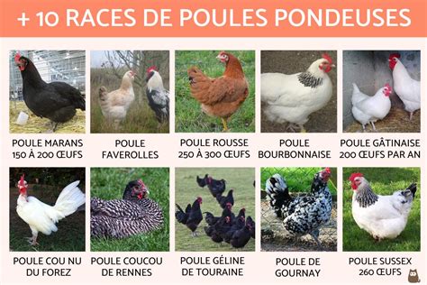 Poules proches de leurs poulaillers