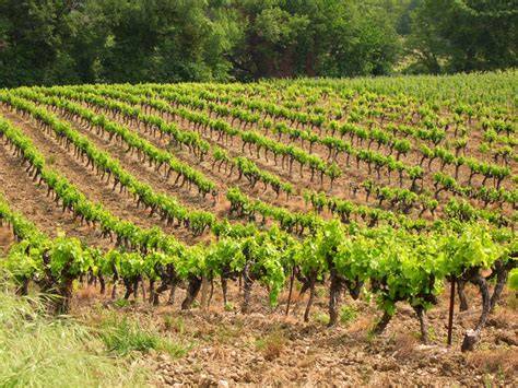 Balzane au milieu des vignes de Lanéon