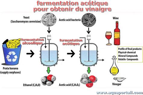 Schéma du processus de fermentation du vin