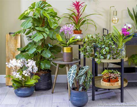 Un arrangement de plantes d'intérieur avec des vases décoratifs