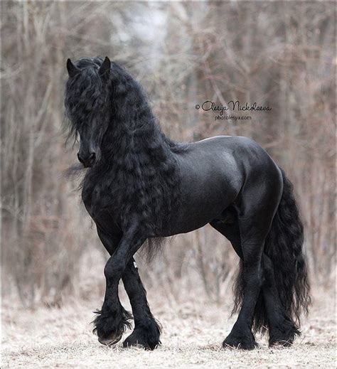 Cheval Frison noir majestueux