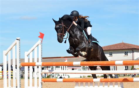 Cheval Anglo-Arabe en action lors d'une compétition de saut d'obstacles