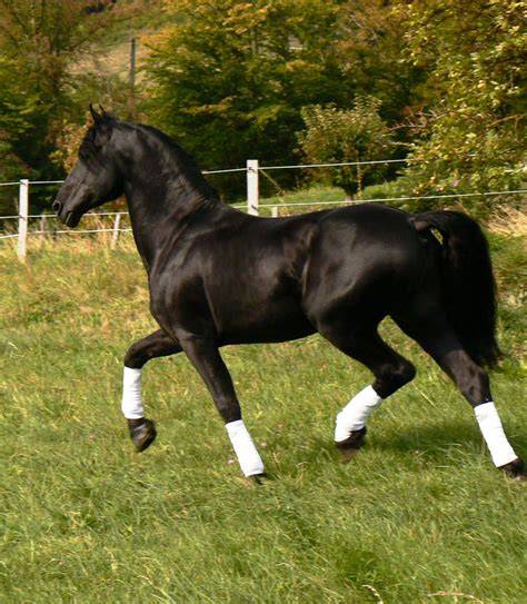 Cheval Arabo-Frison noir, mélange d'élégance et de puissance