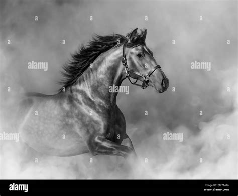 Cheval noir dans la brume matinale