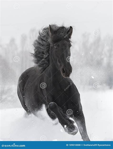 Frison avec crinière au vent