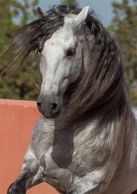 Pure Race Espagnole en mouvement