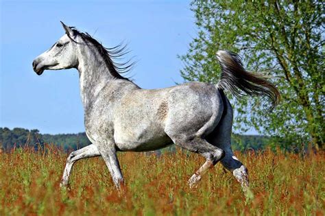 Cheval pur-sang arabe en mouvement