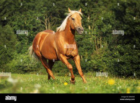 Cheval quarter horse au galop court
