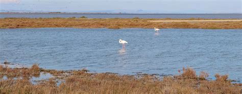 Vue panoramique sur l'étang de Vaccarès en Camargue