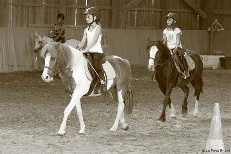 Cheval dans un paddock aux Écuries des Coudriers