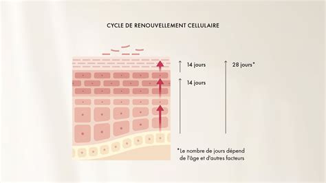 Diagramme illustrant le renouvellement cellulaire de la peau
