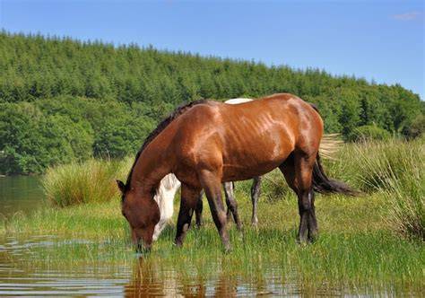 Cheval buvant dans un gué
