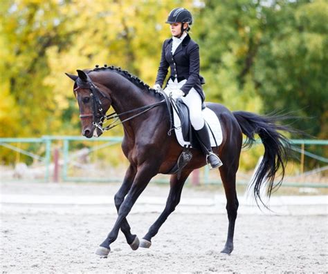 Cavalier et cheval en tenue de concours