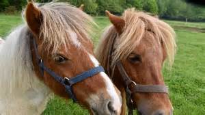Trois jeunes filles à cheval dans un centre équestre