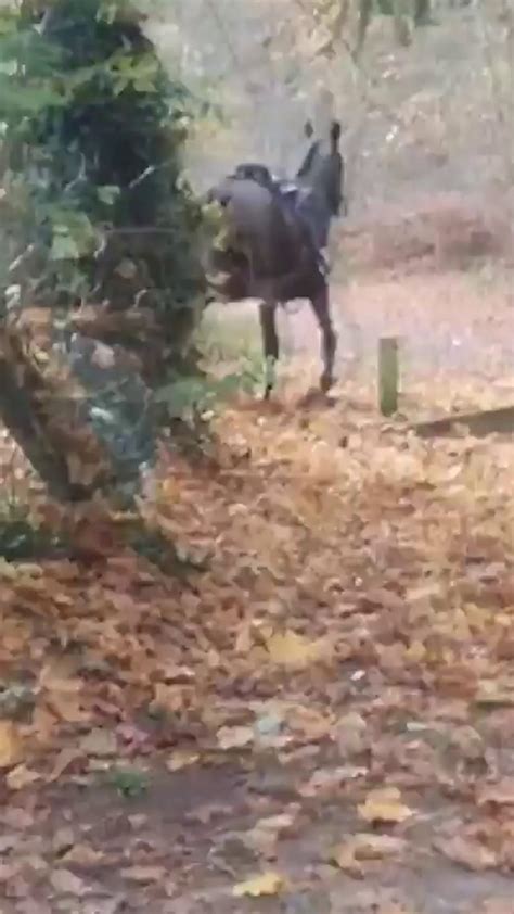 Une jeune fille tombant d'un cheval en pleine forêt