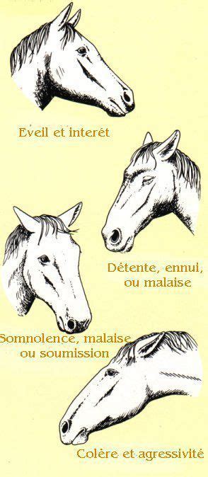 Diagramme des points d'observation du cheval: oreilles, yeux, posture