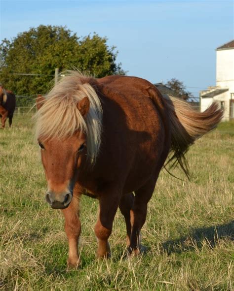 ponettes Shetland attendant des poulains