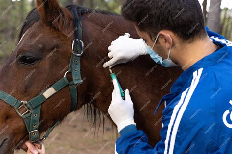 Vétérinaire administrant un médicament à un cheval