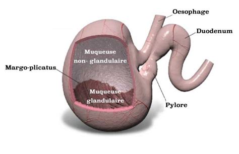 Estomac de cheval avec ulcères
