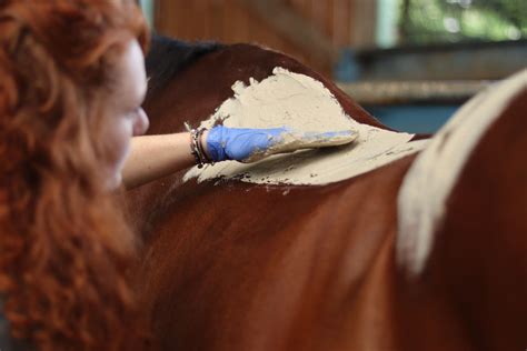 Cheval recevant des soins de physiothérapie