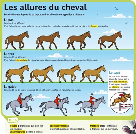 Diagramme illustrant les trois allures du cheval : pas, trot, galop