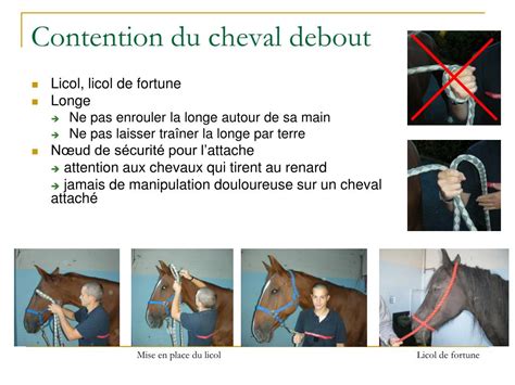 Diagramme illustrant la contention d'un cheval