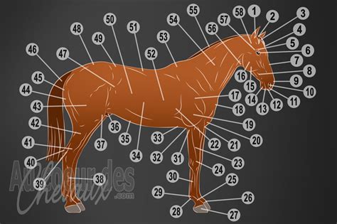 Diagramme illustrant les zones de communication sur le corps d'un cheval