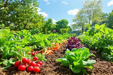 Champ de légumes avec un sol visiblement riche et aéré